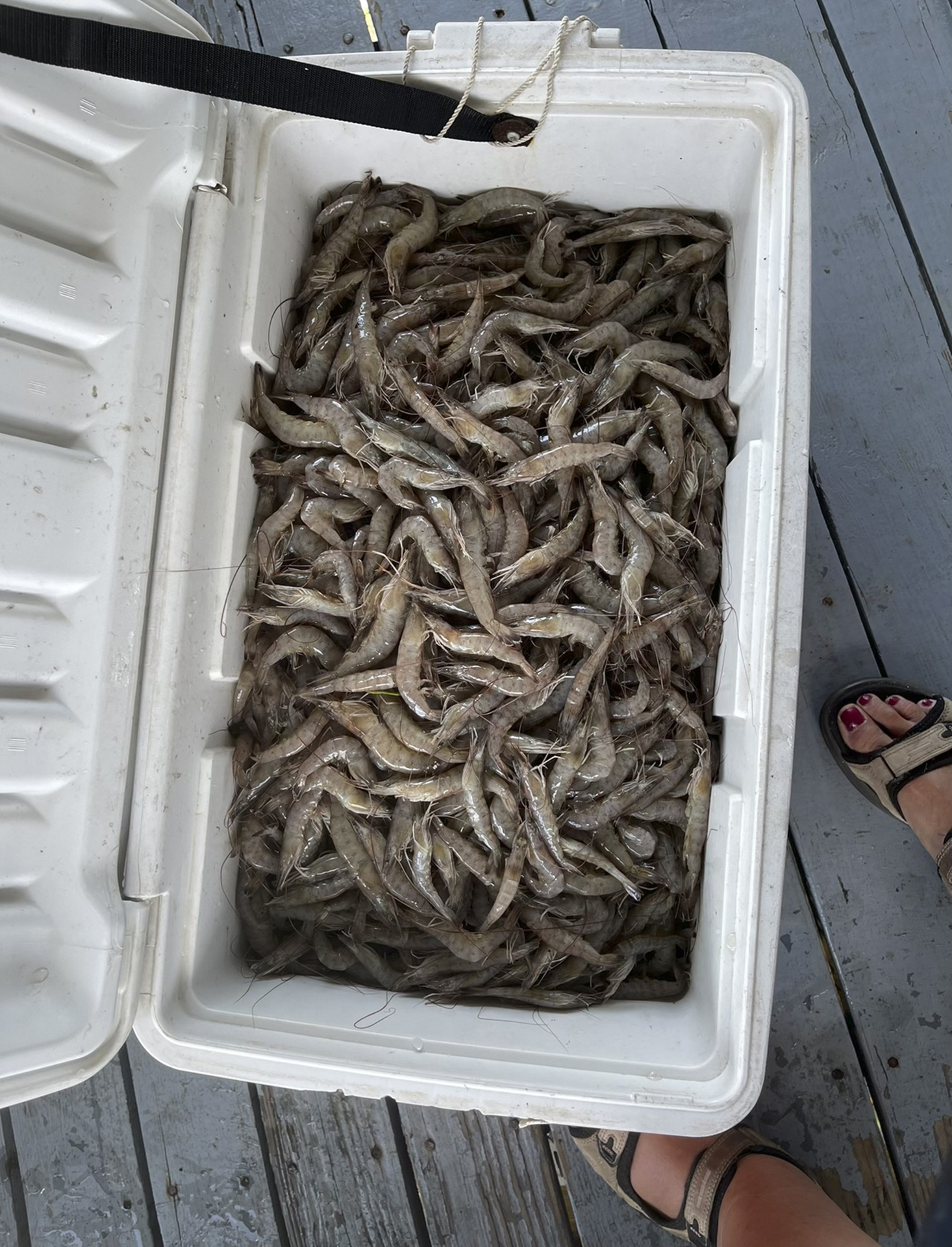 Shrimp in a cooler, after being caught in Louisiana.